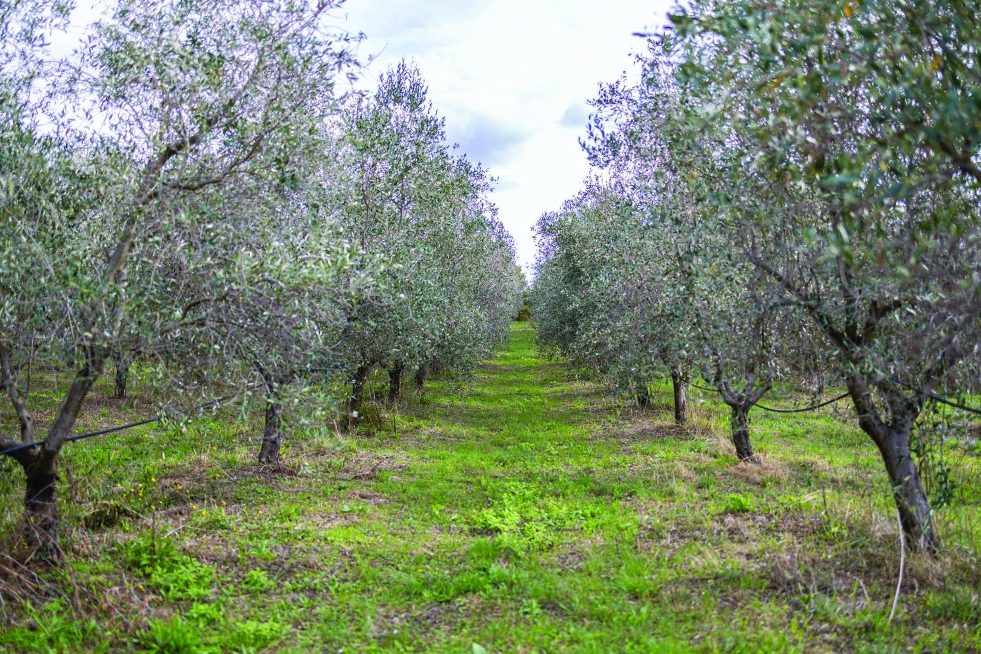 Agriturismo La Petrosa Ceraso 외부 사진